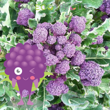 My Eco Sprout - Purple Broccoli Seeds